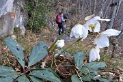 17 Festa di ellebori in fiore sul sentiero